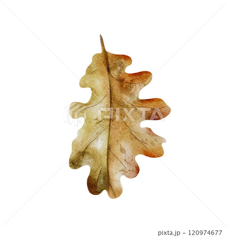 Autumn foliage. Oak tree leaf hand drawn in watercolor in realistic style. Isolated on a white background. Fallen leaf for print, decor, design Autumn foliage. Oak tree leaf hand drawn in watercolor in realistic style. Isolated on a white background. Fallen leaf for print, decor, design 120974677