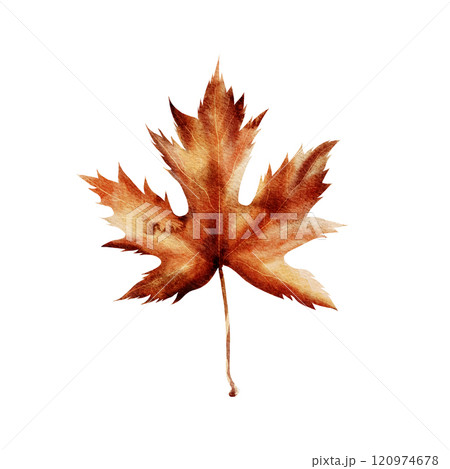 Tree leaf. Watercolor illustration of dry maple leaves, hand-drawn in a realistic style. Isolated on a white background. For cards, invitations, frames, weddings. 120974678