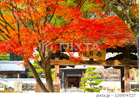 本松山高月院 総門と紅葉 本松山高月院 総門と紅葉 120974727