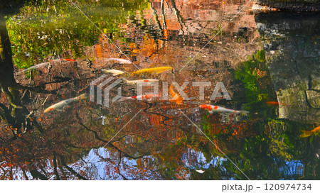 松平東照宮　お堀の水面に映った紅葉と錦鯉 120974734