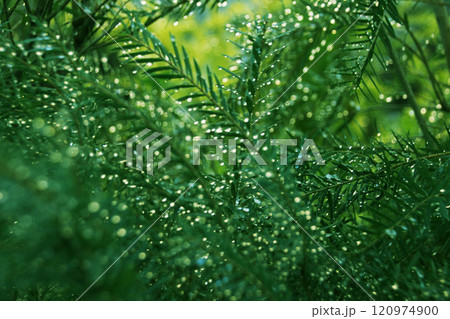 キラキラ宝石のように輝く雨の粒。グリーンの葉に無数に宿った雨粒は美しく存在を露にして 120974900