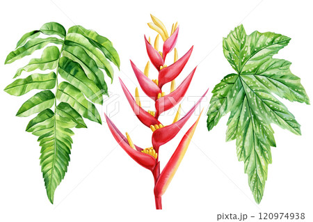 lush watercolor plant leaves and tropic flower, tropical botanical art illustration on white, hand-painted wild flora lush watercolor plant leaves and tropic flower, tropical botanical art illustration on white, hand-painted wild flora 120974938