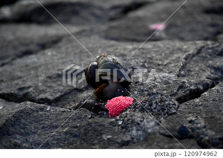 侵略的外来種のジャンボたにしの産卵 120974962