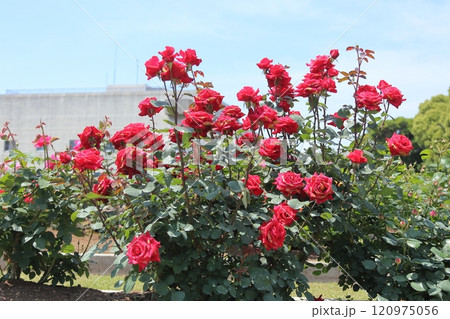 荒尾市　おもやい市民花壇　バラの花、 120975056