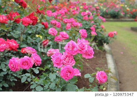 荒尾市　おもやい市民花壇　バラの花、 120975347