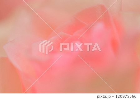 ピンクのバラ 120975366