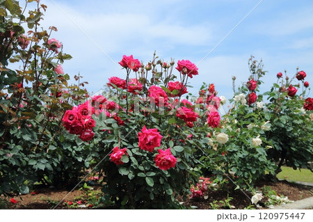 荒尾市　おもやい市民花壇　バラの花、 120975447