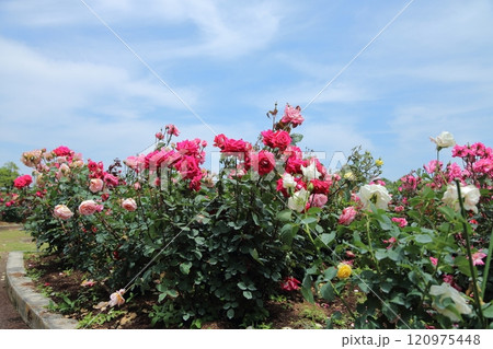 荒尾市 おもやい市民花壇 バラの花、 荒尾市 おもやい市民花壇 バラの花、 120975448