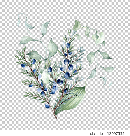 Greenery bouquet of juniper branches delicate watercolor illustration isolated. Foliage of curly vine and twigs hand drawn in sage green. Bunch leaves for nature design, wedding stationary, wall art. 120975534