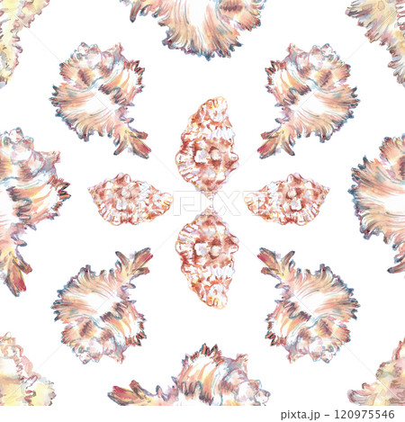 Shell pattern underwater world in watercolor. Murex Endivia, Conch Snail sea shells with different form. Sea snails can be used as a sticker, a printed postcard, poster for a spa salon, spa center Shell pattern underwater world in watercolor. Murex Endivia, Conch Snail sea shells with different form. Sea snails can be used as a sticker, a printed postcard, poster for a spa salon, spa center 120975546