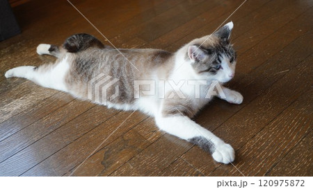 まんまる尻尾が可愛いサクラ猫 120975872