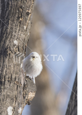 冬の北海道で木の枝に止まるシマエナガ 冬の北海道で木の枝に止まるシマエナガ 120975897