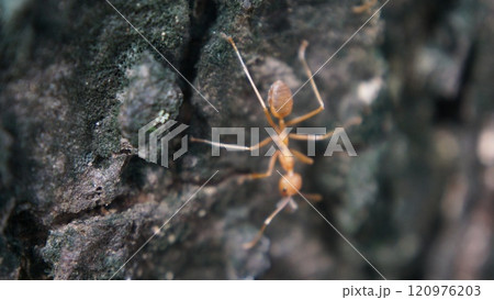 Close-up of a red ant on the ground and tree in a natural setting 120976203