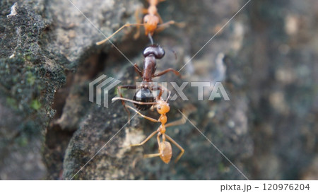 Close-up of a red ant on the ground and tree in a natural setting Close-up of a red ant on the ground and tree in a natural setting 120976204