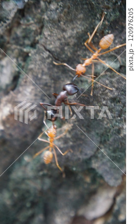 Close-up of a red ant on the ground and tree in a natural setting 120976205