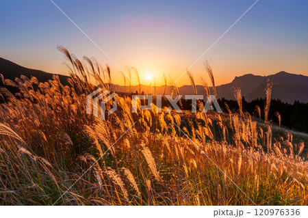 夕日を受けて黄金色に輝く高原のすすき　奈良県曽爾村曽爾高原にて② 120976336