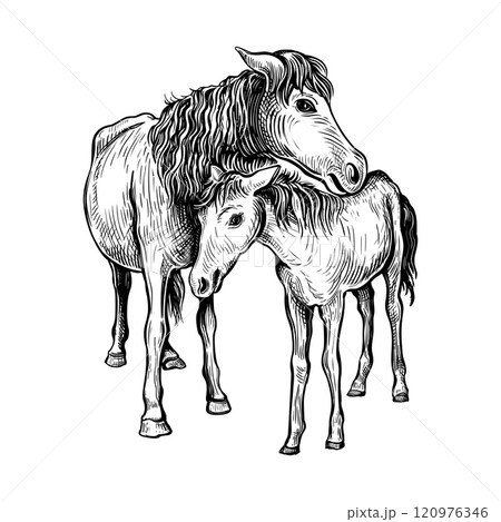 2026 Year of the Horse 14 120976346