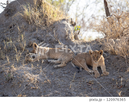 African Lion in Zimbabwe Hwange National Park African Lion in Zimbabwe Hwange National Park 120976365