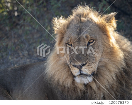 African Lion in Zimbabwe Hwange National Park 120976370