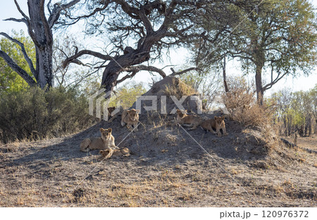 African Lion in Zimbabwe Hwange National Park African Lion in Zimbabwe Hwange National Park 120976372