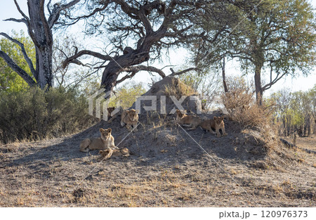 African Lion in Zimbabwe Hwange National Park 120976373