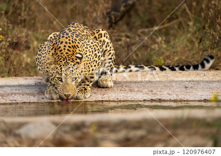 Indian wild female leopard panther panthera pardus fusca quenching thirst or drinking water from waterhole with eye contact during evening safari at jhalana forest reserve jaipur rajasthan india asia 120976407
