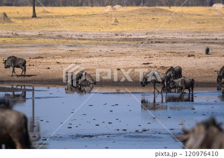 Warthogs and Wildebeest at a watering hole in Hwange National Park 120976410