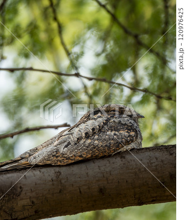 Indian nightjar or Caprimulgus asiaticus perched on branch in natural scenic green background at keoladeo national park forest bharatpur bird sanctuary rajasthan india asia 120976425