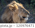 African Lion in Zimbabwe Hwange National Park African Lion in Zimbabwe Hwange National Park 120976471