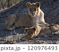 African Lion in Zimbabwe Hwange National Park African Lion in Zimbabwe Hwange National Park 120976493