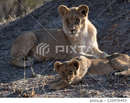 African Lion in Zimbabwe Hwange National Park African Lion in Zimbabwe Hwange National Park 120976493