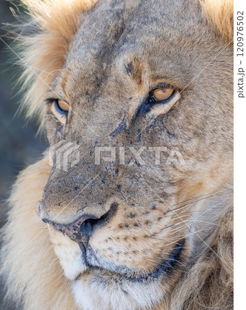 African Lion in Zimbabwe Hwange National Park African Lion in Zimbabwe Hwange National Park 120976502