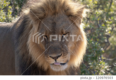 African Lion in Zimbabwe Hwange National Park 120976503
