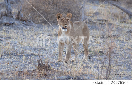 African Lion in Zimbabwe Hwange National Park 120976505