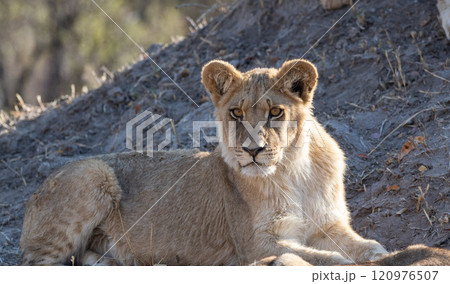 African Lion in Zimbabwe Hwange National Park 120976507