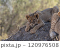 African Lion in Zimbabwe Hwange National Park African Lion in Zimbabwe Hwange National Park 120976508