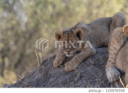 African Lion in Zimbabwe Hwange National Park 120976508