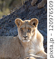 African Lion in Zimbabwe Hwange National Park African Lion in Zimbabwe Hwange National Park 120976509