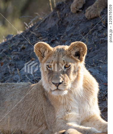 African Lion in Zimbabwe Hwange National Park 120976509