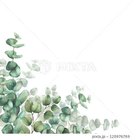 Watercolor Eucalyptus plant card template. Green silver dollar tree branches with round green leaves hand drawn illustration. Clipart for wedding, greeting card, invitation. isolated from background  Watercolor Eucalyptus plant card template. Green silver dollar tree branches with round green leaves hand drawn illustration. Clipart for wedding, greeting card, invitation. isolated from background  120976769