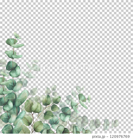 Watercolor Eucalyptus plant card template. Green silver dollar tree branches with round green leaves hand drawn illustration. Clipart for wedding, greeting card, invitation. isolated from background  Watercolor Eucalyptus plant card template. Green silver dollar tree branches with round green leaves hand drawn illustration. Clipart for wedding, greeting card, invitation. isolated from background  120976769