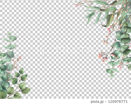 Eucalyptus seeded, silver dollar tree plant. Laurel branch and twig with pink buds and flowers rectangular banner. Botanical Watercolor card template, hand drawn illustration isolated from background Eucalyptus seeded, silver dollar tree plant. Laurel branch and twig with pink buds and flowers rectangular banner. Botanical Watercolor card template, hand drawn illustration isolated from background 120976771