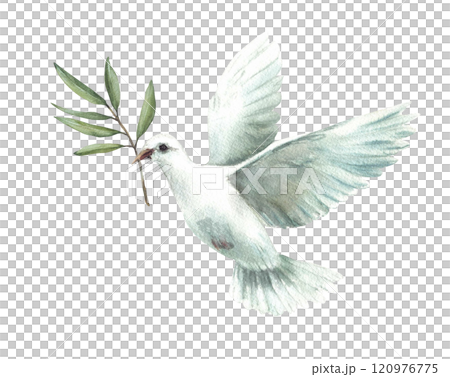 Watercolor Pigeon with olive tree branch White flying dove bird, symbol of peace. Realistic style hand drawn illustration for religious card, Baptism, first communion. Isolated from background clipart Watercolor Pigeon with olive tree branch White flying dove bird, symbol of peace. Realistic style hand drawn illustration for religious card, Baptism, first communion. Isolated from background clipart 120976775