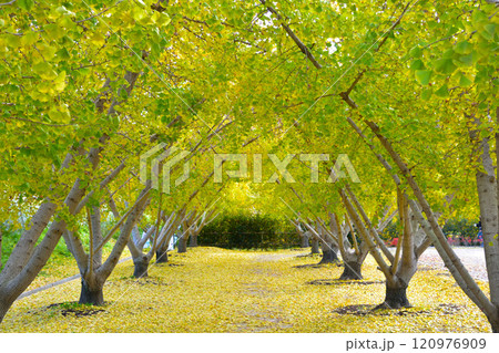 銀杏並木 120976909