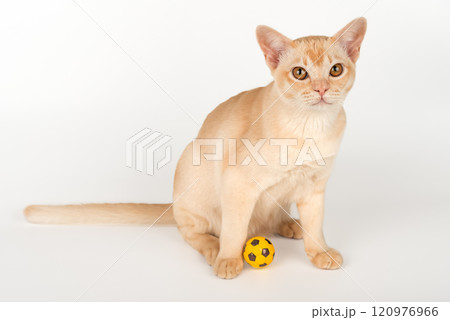 Burmese cream cat sits and plays with a ball on a white isolated background. 120976966
