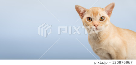 Cream Burmese cat on a colored background. Cream Burmese cat on a colored background. 120976967