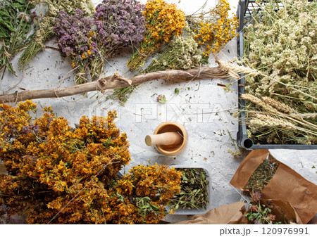 different wild medicinal dry herbs: white yarrow herb blossoming, yellow tansy herb, lilac marjoram\oregano, St. John's wort at white background 120976991