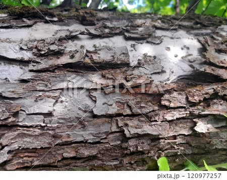 tree trunk in the forest 120977257