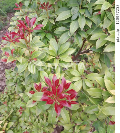 pink and green leaves of rhododendron bush in the garden 120977258