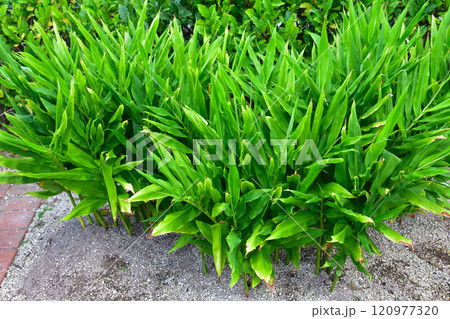 ミョウガ 120977320